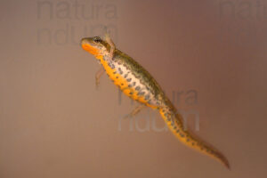 Photos of Italian newt (Lissotriton italicus)