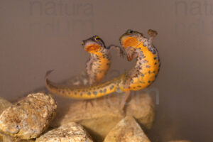 Photos of Italian newt (Lissotriton italicus)