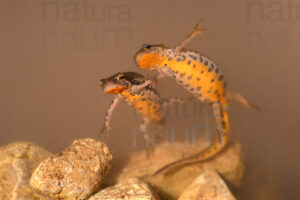 Photos of Italian newt (Lissotriton italicus)