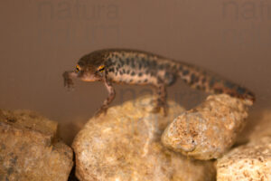 Photos of Italian newt (Lissotriton italicus)