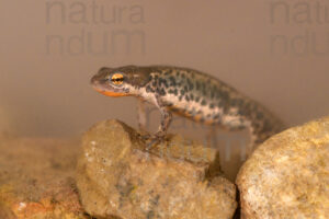 Photos of Italian newt (Lissotriton italicus)