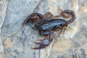 Photos of Italian scorpions (Euscorpius sp.)