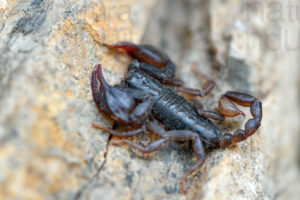 Photos of Italian scorpions (Euscorpius sp.)