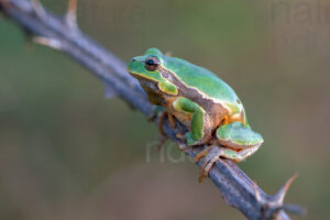 Foto di Raganella italiana (Hyla intermedia)