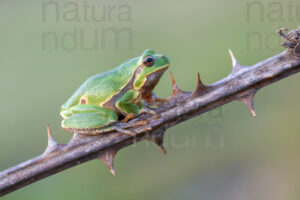 Foto di Raganella italiana (Hyla intermedia)