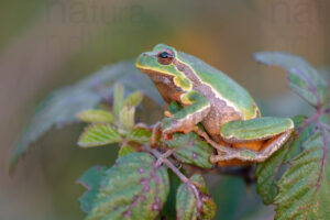 Photos of Italian Tree Frog (Hyla intermedia)