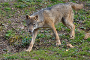 Foto di Lupo appenninico (Canis lupus italicus)