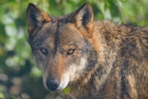 Foto di Lupo appenninico (Canis lupus italicus)