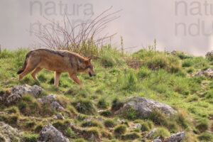 Foto di Lupo appenninico (Canis lupus italicus)