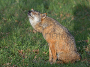 Foto di Lupo appenninico (Canis lupus italicus)