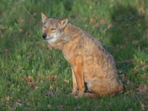 Photos of Italian Wolf (Canis lupus italicus)