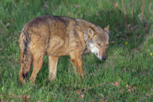 Photos of Italian Wolf (Canis lupus italicus)