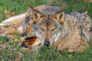 Photos of Italian Wolf (Canis lupus italicus)