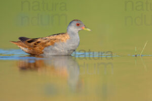 Photos of Little Crake (Porzana parva)