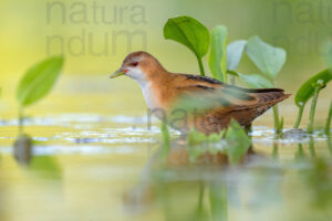 Photos of Little Crake (Porzana parva)