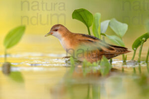 Photos of Little Crake (Porzana parva)