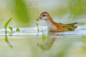 Photos of Little Crake (Porzana parva)