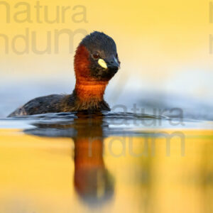 Photos of Little Grebe (Tachybaptus ruficollis)