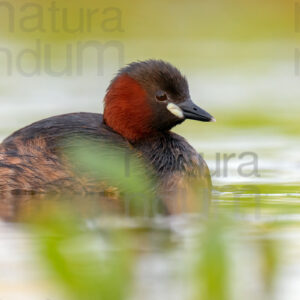 Photos of Little Grebe (Tachybaptus ruficollis)