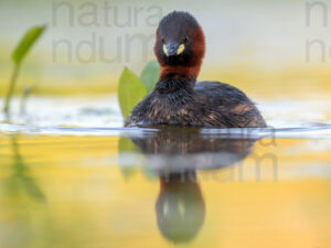 Foto di Tuffetto comune (Tachybaptus ruficollis)