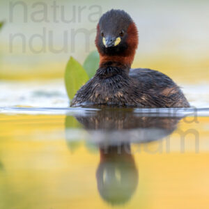 Photos of Little Grebe (Tachybaptus ruficollis)