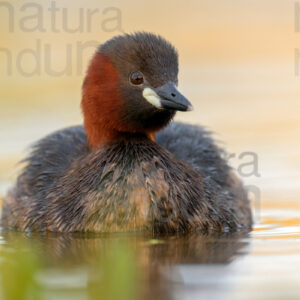 Photos of Little Grebe (Tachybaptus ruficollis)