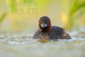 Foto di Tuffetto comune (Tachybaptus ruficollis)