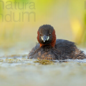 Photos of Little Grebe (Tachybaptus ruficollis)