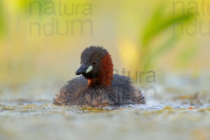 Foto di Tuffetto comune (Tachybaptus ruficollis)