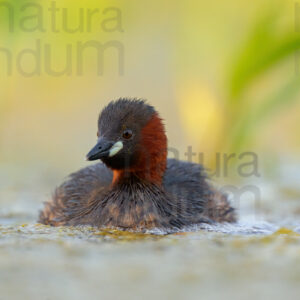 Photos of Little Grebe (Tachybaptus ruficollis)