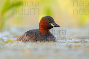 Foto di Tuffetto comune (Tachybaptus ruficollis)