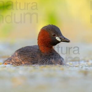 Photos of Little Grebe (Tachybaptus ruficollis)