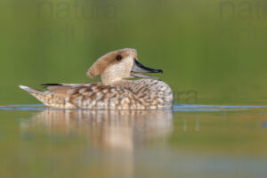 Photos of Marbled Duck (Marmaronetta angustirostris)