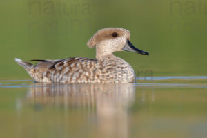 Photos of Marbled Duck (Marmaronetta angustirostris)