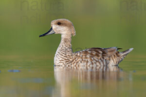 Photos of Marbled Duck (Marmaronetta angustirostris)