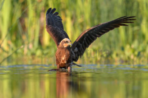 Photos of Marsh Harrier (Circus aeruginosus)