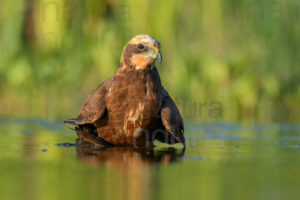 Photos of Marsh Harrier (Circus aeruginosus)