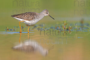 Foto di Albastrello (Tringa stagnatilis)