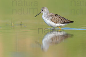 Foto di Albastrello (Tringa stagnatilis)