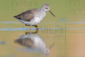 Foto di Albastrello (Tringa stagnatilis)