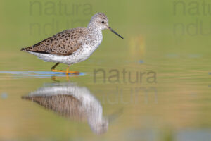 Foto di Albastrello (Tringa stagnatilis)