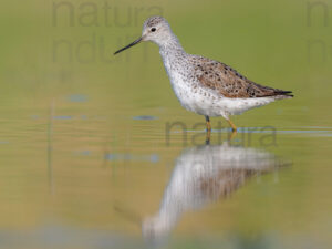 Foto di Albastrello (Tringa stagnatilis)