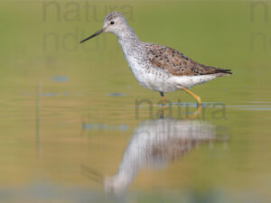 Foto di Albastrello (Tringa stagnatilis)