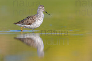 Foto di Albastrello (Tringa stagnatilis)