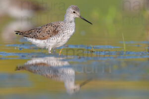 Foto di Albastrello (Tringa stagnatilis)