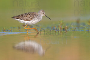 Foto di Albastrello (Tringa stagnatilis)