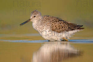 Foto di Albastrello (Tringa stagnatilis)