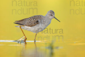 Foto di Albastrello (Tringa stagnatilis)