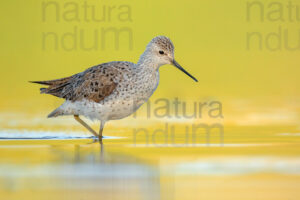 Foto di Albastrello (Tringa stagnatilis)