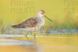 Foto di Albastrello (Tringa stagnatilis)